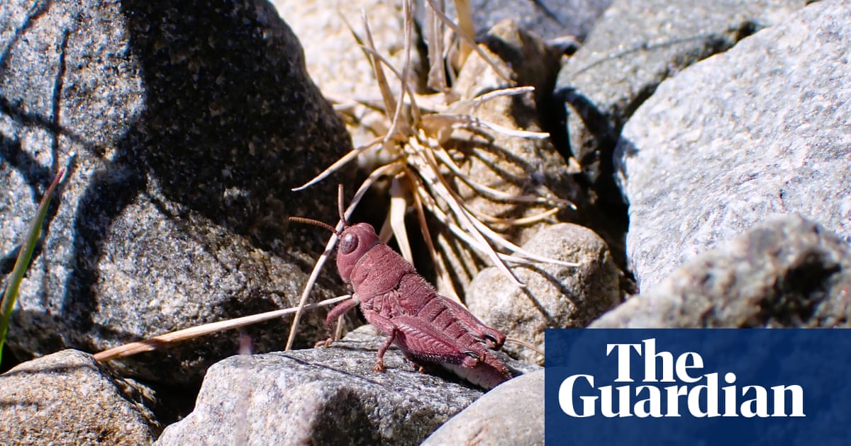 Exceptionally rare' pink grasshopper spotted in New Zealand