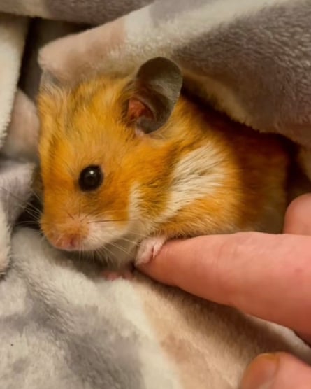 Popcorn the hamster, in a blanket, with his paw on someone’s finger