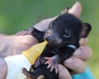 The Tassie devils in my neighbourhood keep stealing shoes and laundry, but I adore them | Kelley Swain
