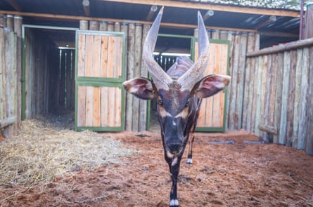A mountain bongo approaches the camera.