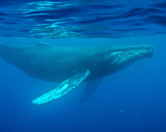 Oldest-known whale song recording provides new insight into ocean sounds