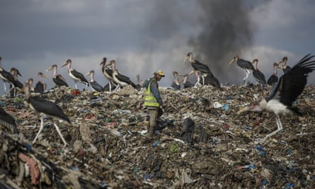 A waste picker walks past Marabou storks feeding on a mountain of rubbish in Nairobi, Kenya