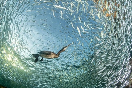 A cormorant feeds on a school of sardines, seen from below the water against a blue sky