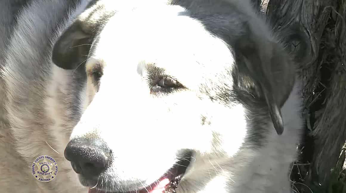 A dog called Buford