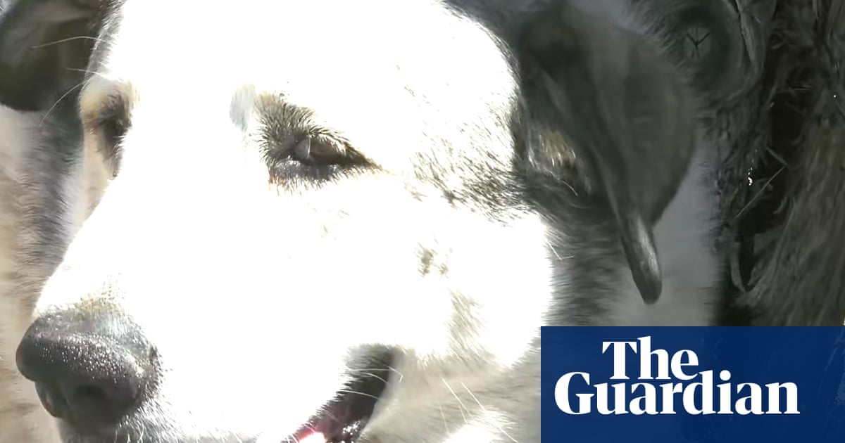 A true good boy: rancher's dog leads two-year-old Arizona child to safety