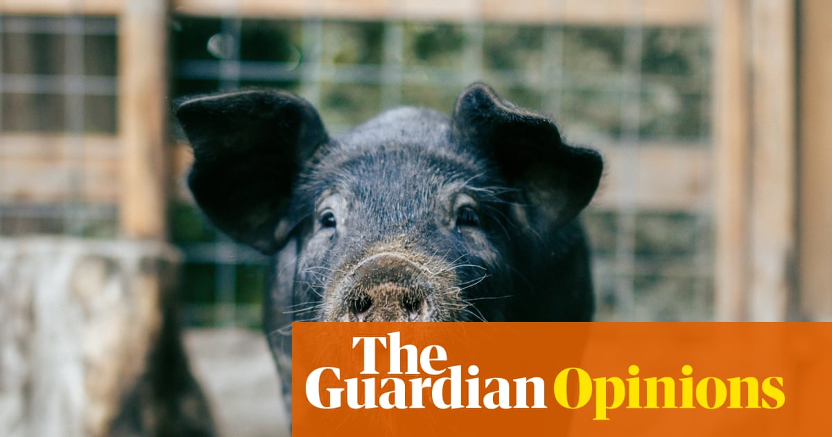 I would never go on holiday to France and come back with a pig. But I’ll admit I was tempted | Zoe Williams