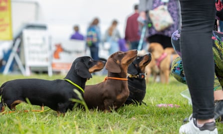 Dogstival