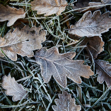 Frost on fallen leaves, November