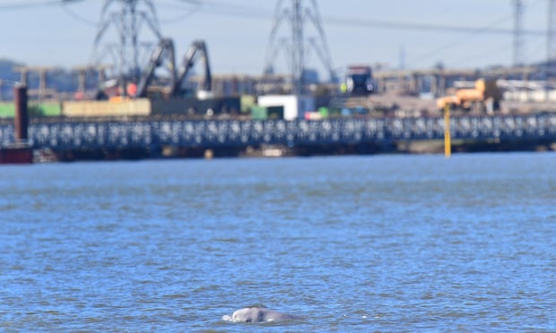 A beluga whale swimming in the Thames near Gravesend, Kent, in 2018.