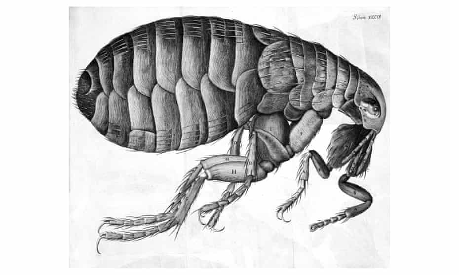 Illustration of a flea, 1664, from Robert Hooke’s Micrographia.