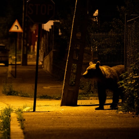 Bears emerge at night on the quiet streets of a town in Transylvania