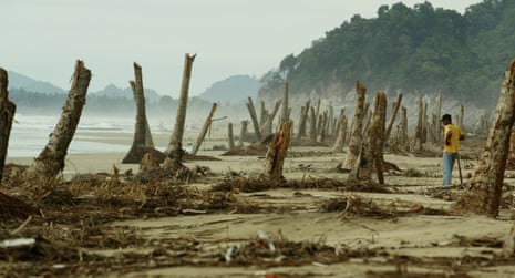 A man stands on a destroyed beach among the broken stumps of palm trees