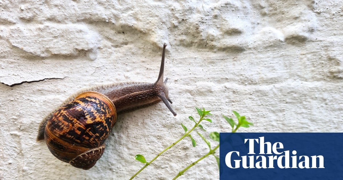 Country diary: The snails are back to reclaim my garden – and leave behind a little artwork | Josie George