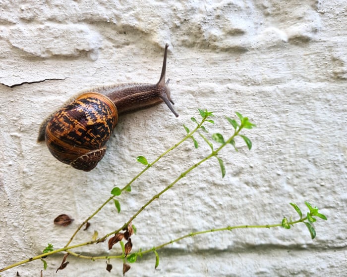 Country diary: The snails are back to reclaim my garden – and leave behind a little artwork | Josie George