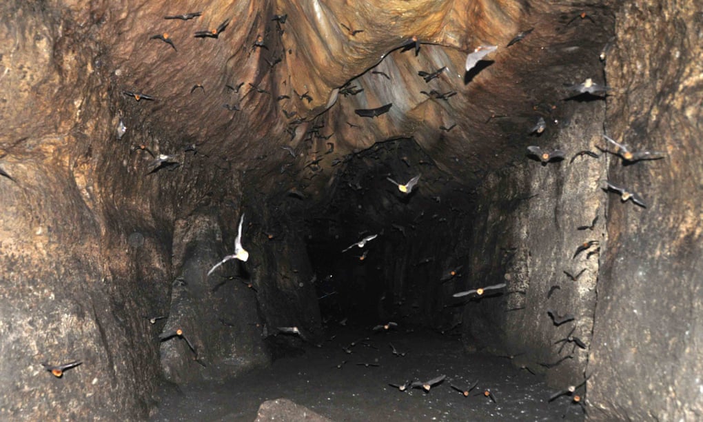 Bats greet visitors to the Abanda caves – and supply crocodiles with a steady diet. 
