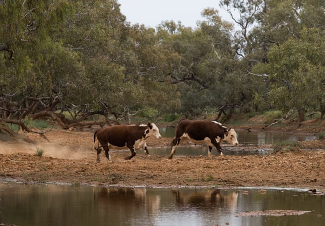 Evelyn Downs cattle. Photograph: Kelly Barnes/The Guardian