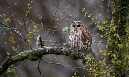 A tawny owl photographed in Galloway Forest Park, Scotland, in May 2021.