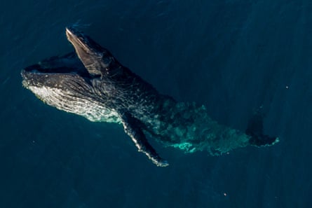 A whale pictured just off the Copacabana Central Coast in 2024, taken by Whale Tales on board photographer