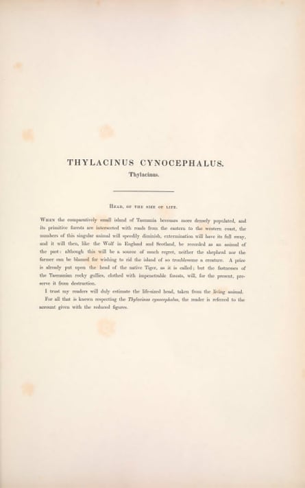 Text entry for the thylacine, or Tasmanian tiger (Thylacinus cynocephalus), in The Mammals of Australia (1863), by John Gould.