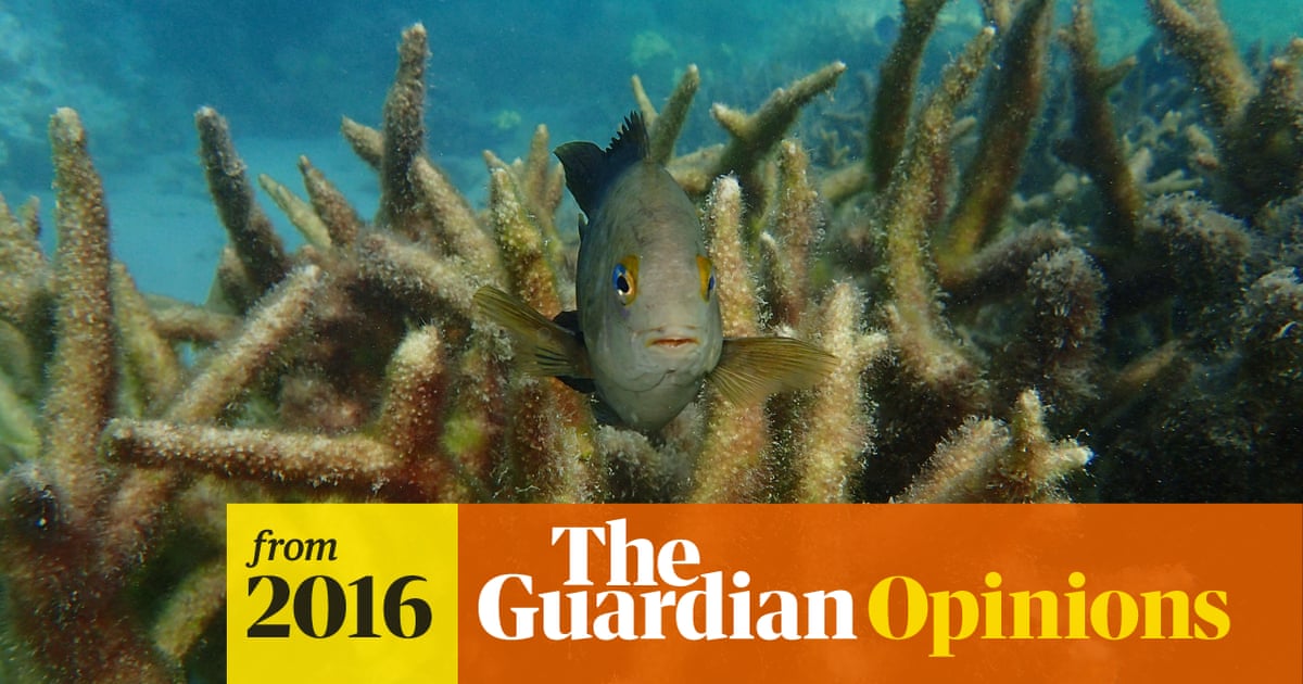 How the Great Barrier Reef got polluted – from farms and fossil fuels to filthy propaganda
