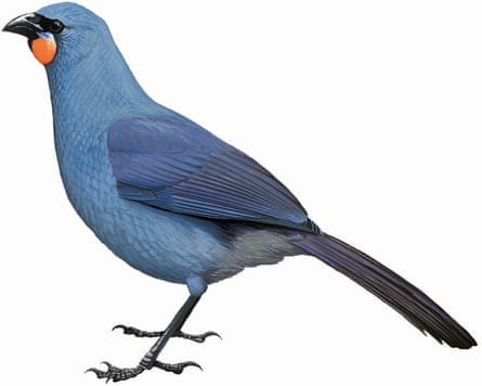 Last seen in … birdwatchers asked to join hunt for world’s 10 rarest birds 3 Illustration of a South Island kōkako, a black crow-like bird with blue and orange wattles