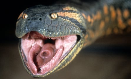 Fangs for nothing... Anaconda.