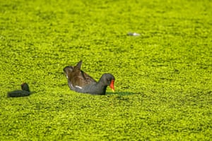 Uma galinha-d'água e seu filhote nadam em um lago coberto de algas verdes no Parque Cannizaro, em Londres