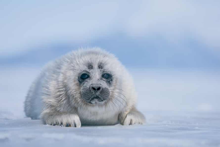 Filhotes recém-nascidos são cobertos com pêlo branco