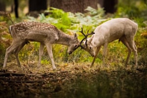 Os veados lutam pelos direitos de acasalamento enquanto a temporada de cio continua em Richmond Park, Londres, lar de mais de 600 cervos vermelhos e gamos em liberdade.