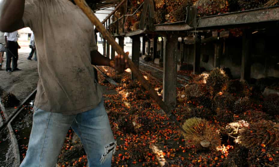 A worker shovels fruit from oil palm trees at a plantation in the Democratic Republic of the Congo.