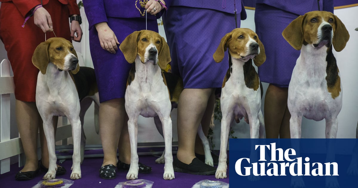 2018 Show Dogs 2018 Show Dogs