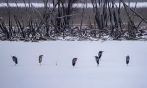 Grandes garças azuis na reserva natural de Oxbow em Lawrenceburg, Indiana, após a tempestade de inverno Elliott, que afetou a maior parte dos EUA