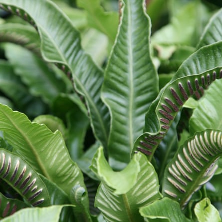 Asplenium scolopendrium (2)
