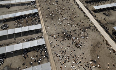 Cattle ranch in drought-hit California, US. Intensive farming is a heavy user of water and big cause of greenhouse gas emissions.