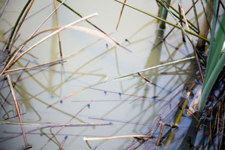 Tadpoles in a beaver pond at Broadridge Farm.