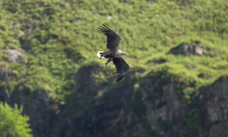 An eagle soars with wings outstretch with a rocky, grassy hill behind it.