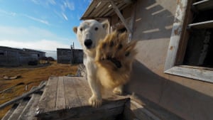 A polar bear reacts at the abandoned Soviet-era research station on Kolyuchin Island in the Chukchi Sea, in Russia’s far northeast. The footage was captured by drone, with the polar bear seen trying to swipe the drone