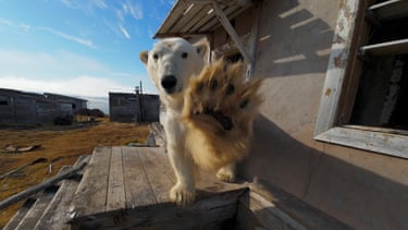 No photos, please! A polar bear trespassing on Kolyuchin Island, Russia.