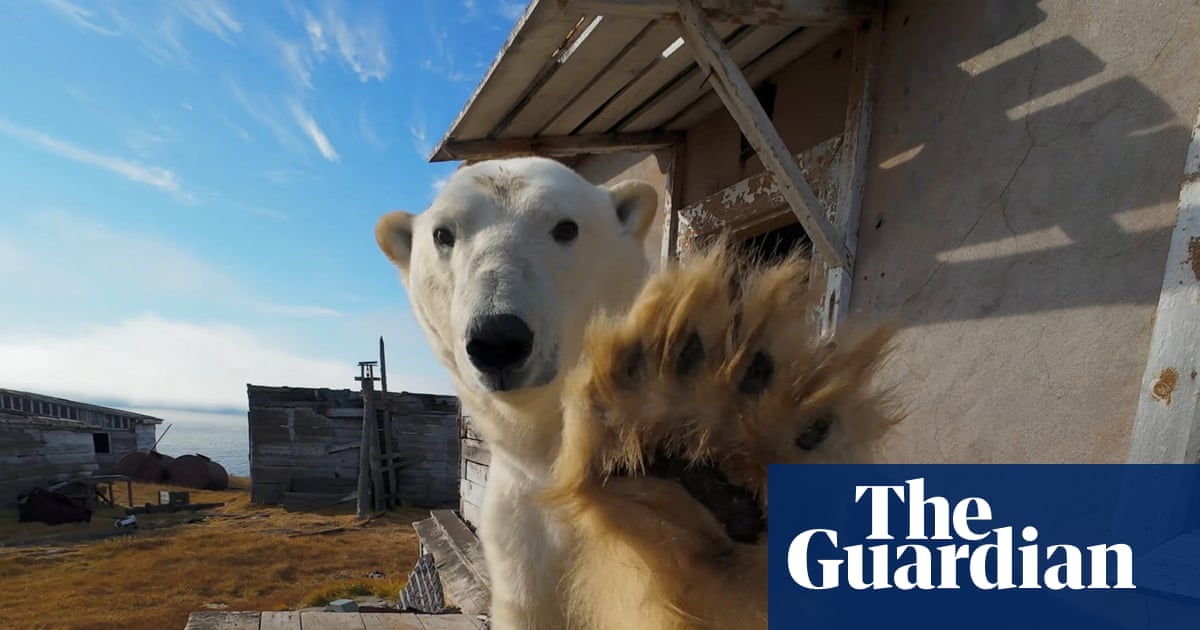 Week in wildlife: a shy polar bear, whirling waders and a pilchard platoon