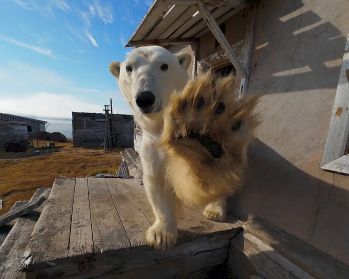 Week in wildlife: a shy polar bear, whirling waders and a pilchard platoon