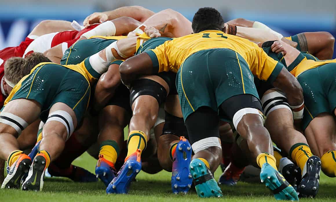 Wallabies in action