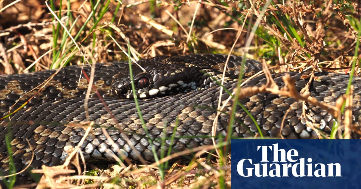Observations from the Country: Monitoring the Adders Closely | Reptiles Observations from the Country: Monitoring the Adders Closely | Reptiles