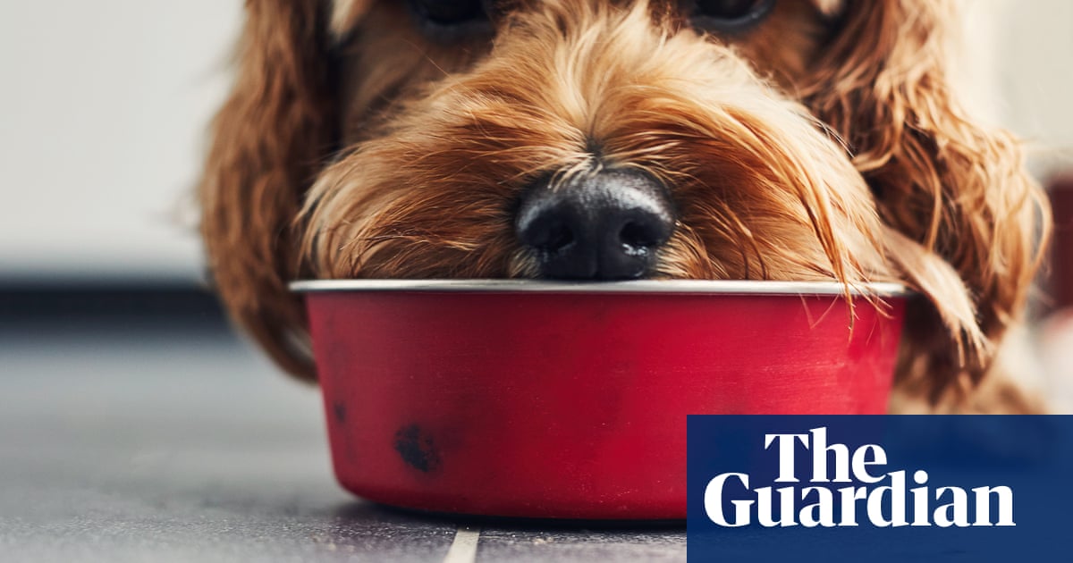 Sales of eco-friendly pet food soar as owners become aware of impact