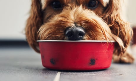Cane che mangia cibo da una ciotola rossa
