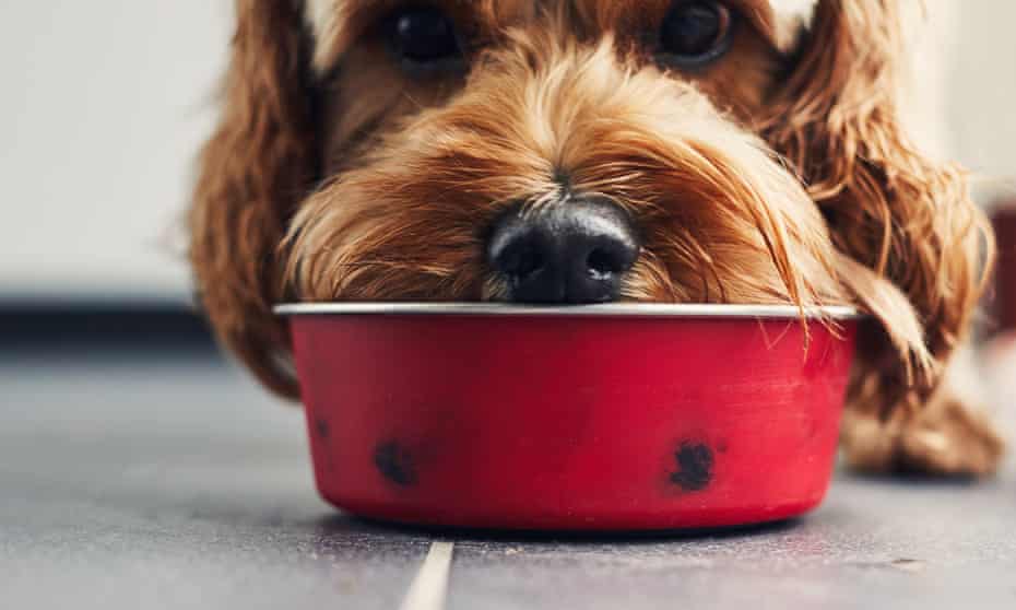 Dog eating food from a red bowl