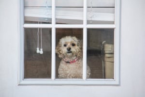 A dog looks out the window, waiting for its owners to return