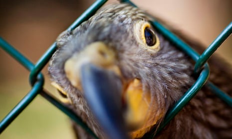 The cheecky Kea is a frontrunner in for New Zealand Bird of the Year.