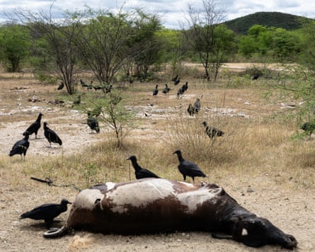 A dead cow with more than 20 black vultures around it, some of them pecking at the body