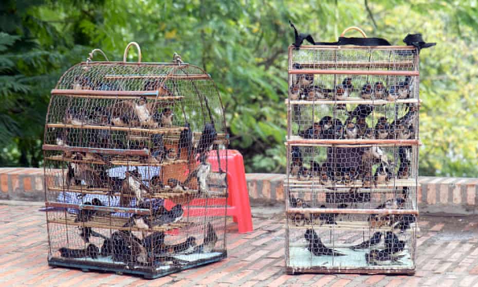 Birds in a cages at Buddhist monastery Wat Phnom