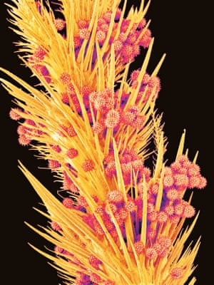 A honeybee leg. Bees have six legs, each covered in tiny hairs ideal for gathering the pollen that the bee needs to feed its larvae. On the left you can see, in extreme magnification, that even the hairs have hairs, and these images also give an indication of just how small each grain of pollen must be. Flowers can attract bees in various ways, including scent, the offer of nectar, and the provision of a landing ‘lip’ in the shapes of their petals.
